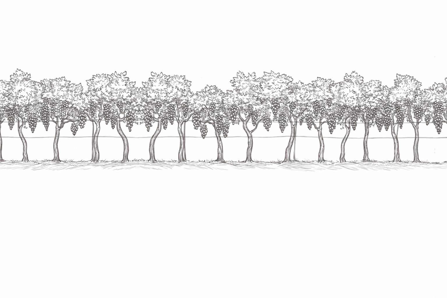 Pepi Lignana Footer Banner